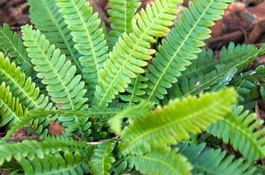 Ferns