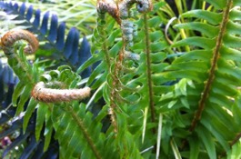 Ferns