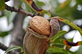 almond