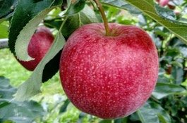 almond