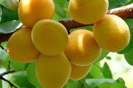 apricot