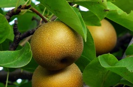 asian-pear