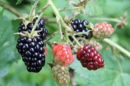 blackberry