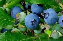 blueberry