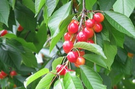 cherry