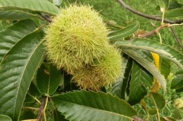 chestnut