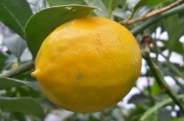 citrus