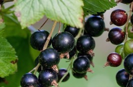 currant