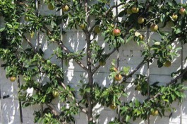 espaliered fruits