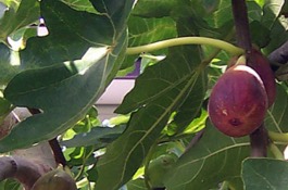 fig