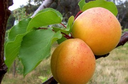 fruit-trees-new
