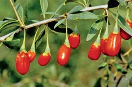 gojiberry