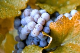 grape