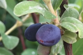 honeyberry