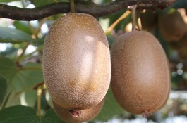 kiwi