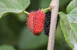 mulberry