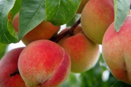 nectarine