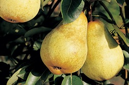 pear