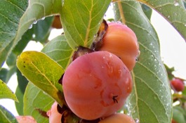 persimmon