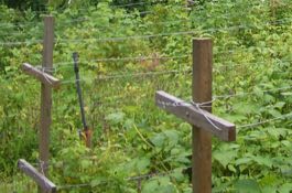 pruning & staking brambles