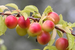 plum
