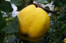 quince