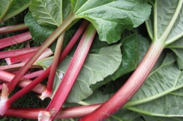 rhubarb