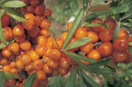seaberry