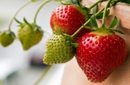 strawberry