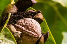 walnut