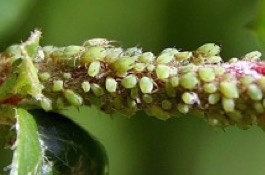 Aphids