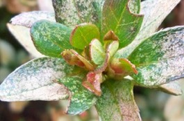 Aphids