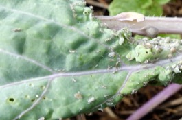 brassica-pests