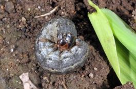 cutworms