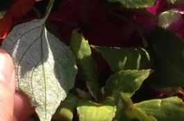 Impatiens Downy Mildew