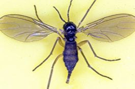 Gnats