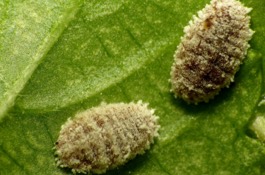 mealybugs