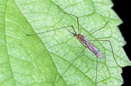 Mosquitoes