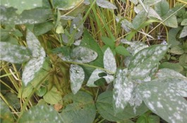 Powdery Mildew