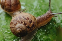 slugs-snails