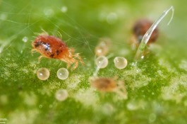 spidermites