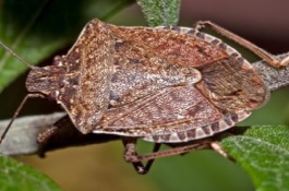 stinkbugs
