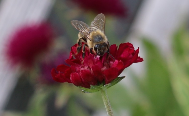 Bee Friendly Garden