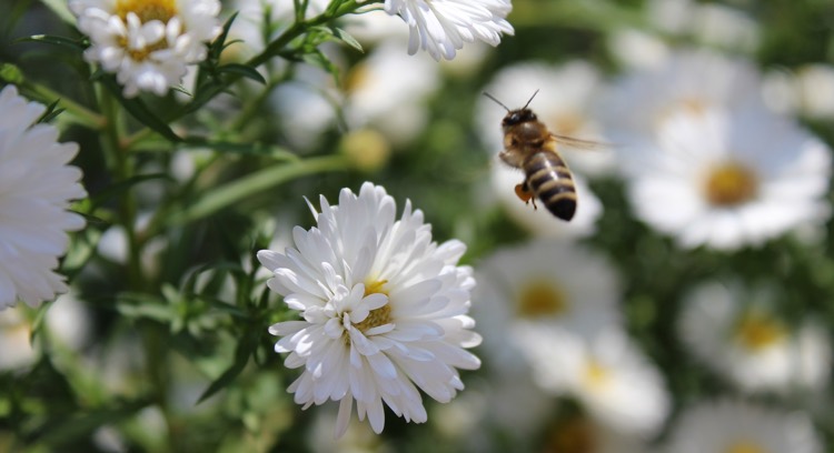 Beneficial Insects