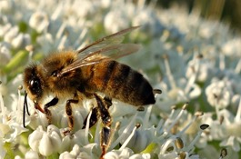 Bee Friendly Gardens