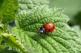 Attracting Beneficials