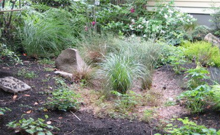Rain Gardens & Bioswales