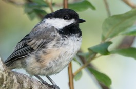 Create a Bird Haven
