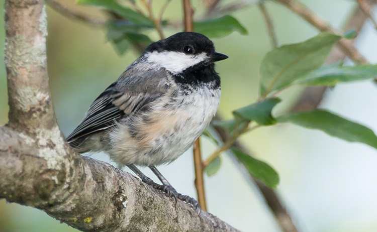 Create a Bird Haven