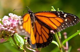 Attracting Butterflies